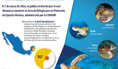 CONANP busca proteger, recuperar y conservar las poblaciones de tortugas marinas, y otras especies de vida silvestre