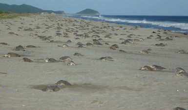 Es la segunda de más de 10 posibles arribadas para la temporada en la playa Morro Ayuta.