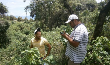 Destinan 2.9 millones de pesos para sanidad forestal en Colima