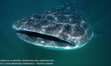 éxico es un país privilegiado al contar con la presencia del tiburón ballena (Rhincodon typus).
Anterior
