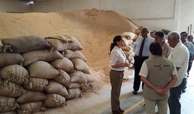 Proyecto productivo apoyado por el INAES dedicado a la producción de arroz. 