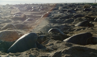 En tres meses que lleva la temporada, suman más de 135 mil tortugas Golfina que han llegado a anidar a esta Playa