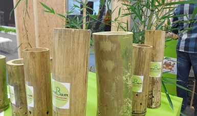 Desarrollan contenedores con bambú y hojas de pino 