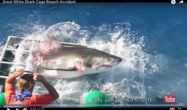 El tiburón logra salir con un daño severo en la zona de las branquias y el abdomen