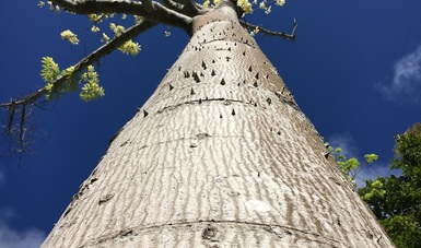 lEl Comisionado Nacional de Áreas Naturales Protegidas, Alejandro Del Mazo Maza dio el banderazo de inicio de la temporada de aprovechamiento del látex que se extrae del árbol chicozapote 