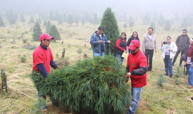 Ofrece México 800 mil árboles para Navidad 2016