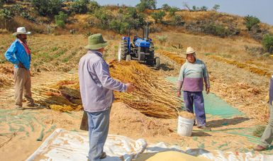 El amaranto, producto originario de México, se encuentra en vías de consolidarse como un alimento con presencia internacional
