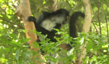 La Comisión Nacional de Áreas Naturales Protegidas (CONANP) en coordinación con el Zoológico Miguel Álvarez del Toro (ZOOMAT) y el Gobierno del Estado de Chiapas llevó a cabo la reintroducción de 12 individuos de mono araña