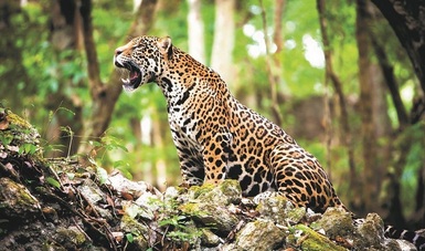En México existen 4,000 ejemplares de jaguar (Panthera onca) el mayor felino de América,