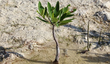 Regenera CONAFOR 217 mil plantas de manglar en Isla Jaina Campeche