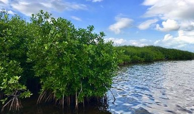 El manglar brinda importantes servicios ecosistémicos