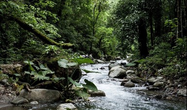 •	La Frailescana es importante para la conservación de especies claves de felinos, aves y mamíferos de la Sierra Madre de Chiapas.

