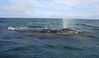 El 14 de enero cumple 45 años de haber sido decretada zona de refugio para ballenas y ballenatos.