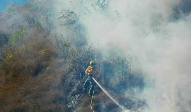 Baja afectación en arbolado adulto durante temporada de incendios 2016
