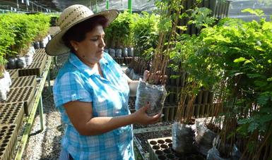 Producirá CONAFOR 1.5 millones de planta para reforestar San Luis Potosí