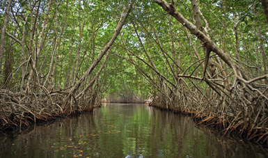 El 63% de la superficie de manglar a nivel nacional se encuentra bajo algún esquema de áreas naturales protegidas.