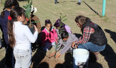 Dona CONAFOR 2 mil árboles para reforestar en Mexicali